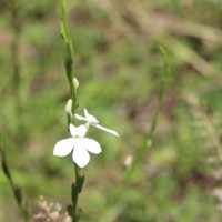 Striga angustifolia (D.Don) C.J.Saldanha